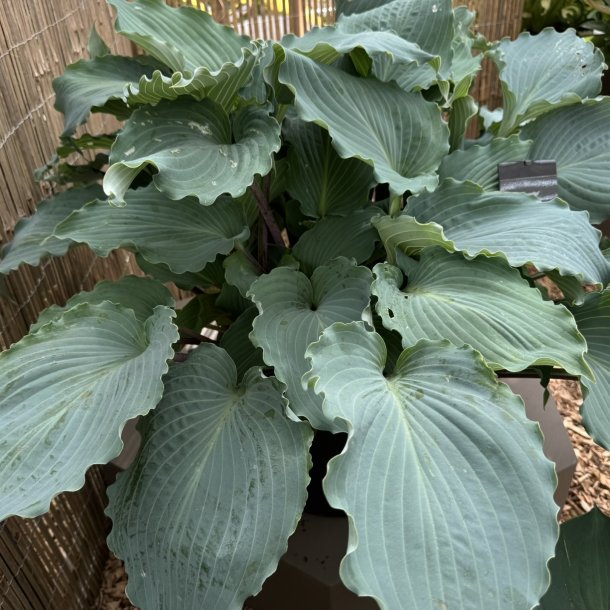 Hosta Skywriter