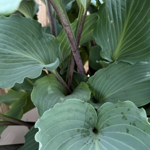 Hosta Skywriter
