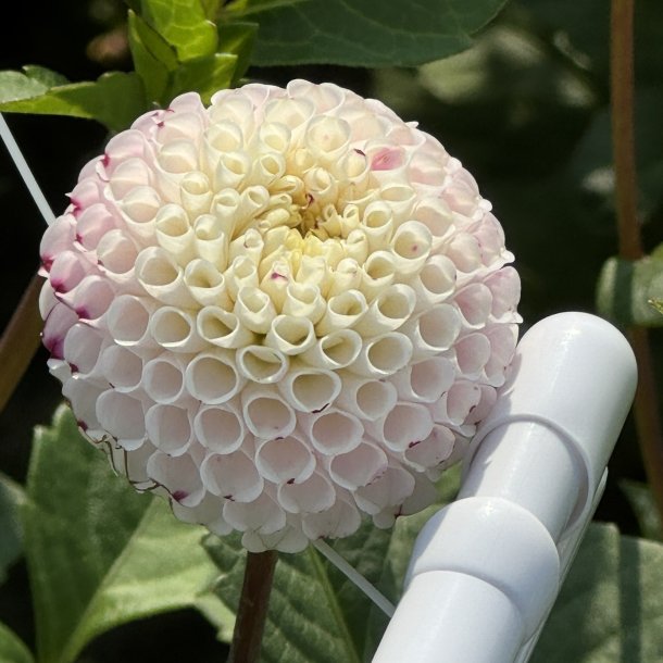 Dahlia Small World