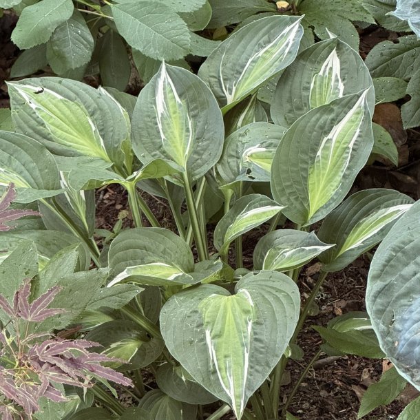 Hosta Snake eyes