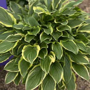 Hosta So Sweet