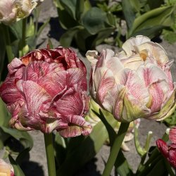 Tulipan Sprinkle Dip 5 l�g