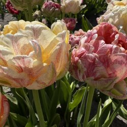 Tulipan Sprinkle Dip 5 l�g