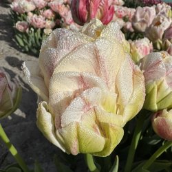 Tulipan Sprinkle Dip 5 l�g
