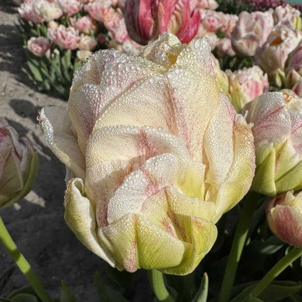 Tulipan Sprinkle Dip 5 l�g