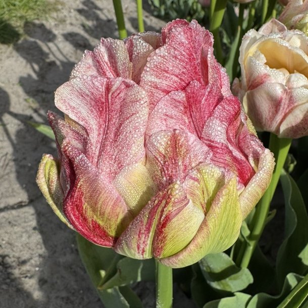 Tulipan Sprinkle Dip 5 l�g