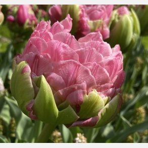 Tulipan Strawberry Cream 5 lg