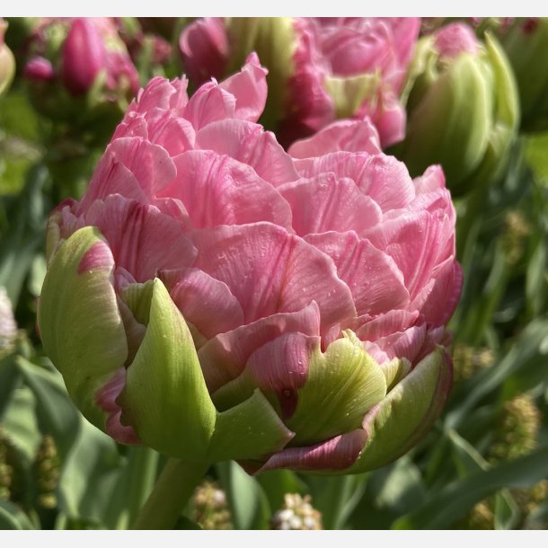 Tulipan Strawberry Cream 5 l�g