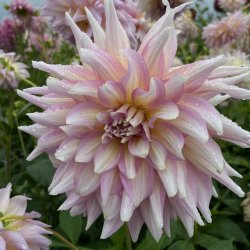 Dahlia Strawberry Ice