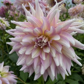 Dahlia Strawberry Ice