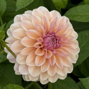 Dahlia Sturm Sweet Maria