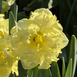 Narcis Sunny Side Up 4 lg