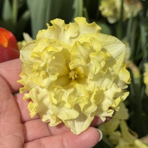 Narcis Sunny Side Up 4 lg