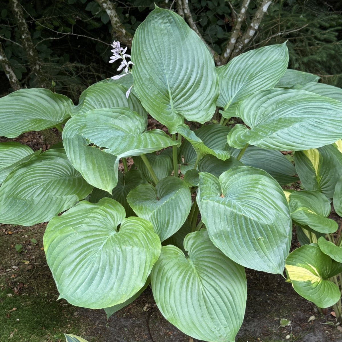 Hosta T-rex - Hosta - Solbakkens Blomsterløg