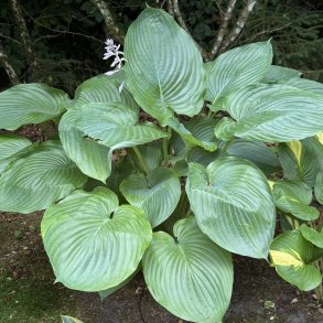 Hosta T-rex