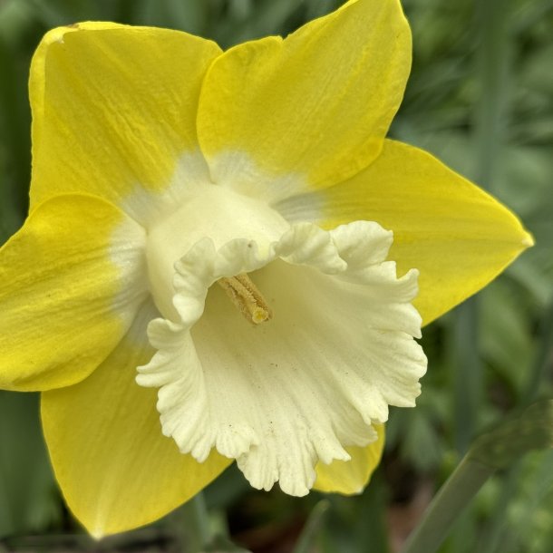 Narcis Teal 5 lg