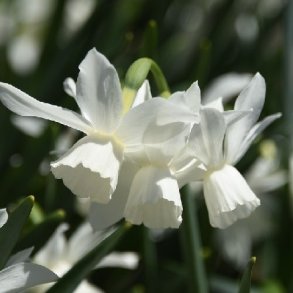 Narcis Thalia 8 l�g