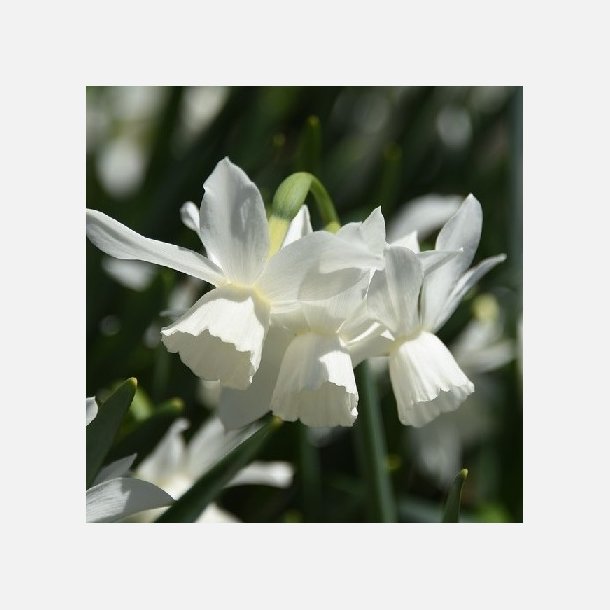 Narcis Thalia 8 l�g