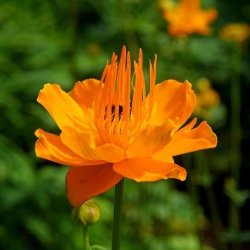 Kinesisk Engblomme Golden Queen
