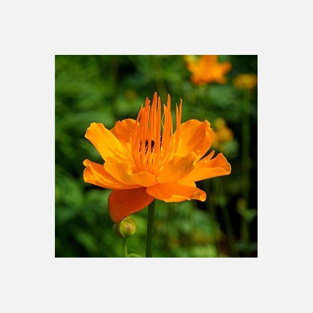Kinesisk Engblomme Golden Queen