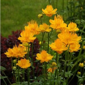 Kinesisk Engblomme Golden Queen