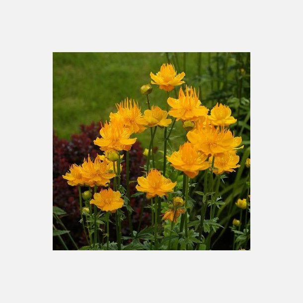 Kinesisk Engblomme Golden Queen