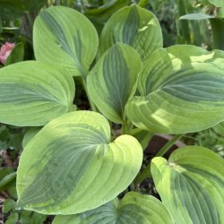 Hosta Velvet Moon