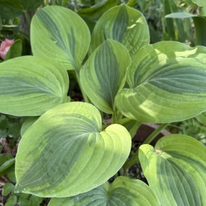 Hosta Velvet Moon