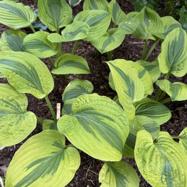 Hosta Velvet Moon