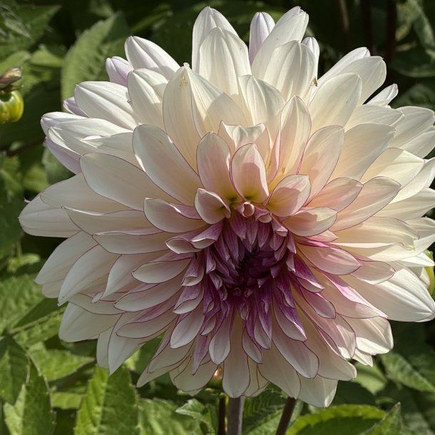 Dahlia Violet Dance