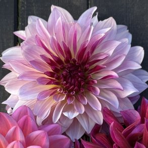 Dahlia Violet Dance