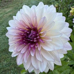Dahlia Violet Dance