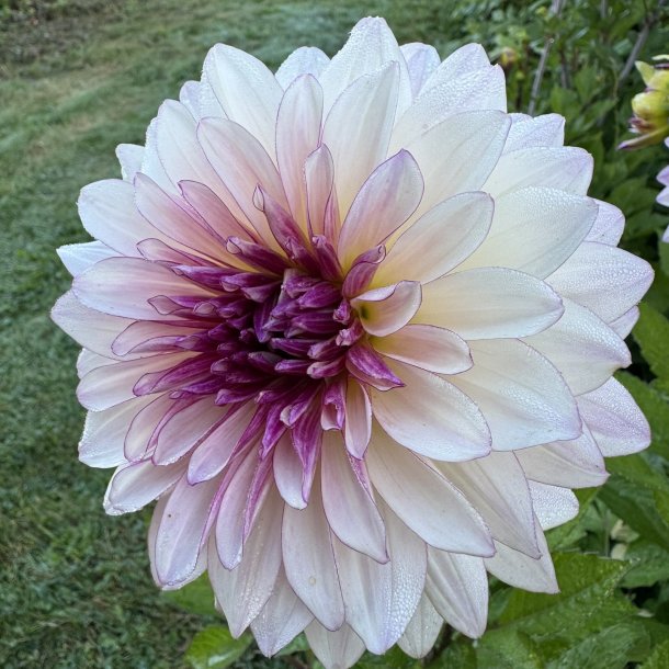 Dahlia Violet Dance