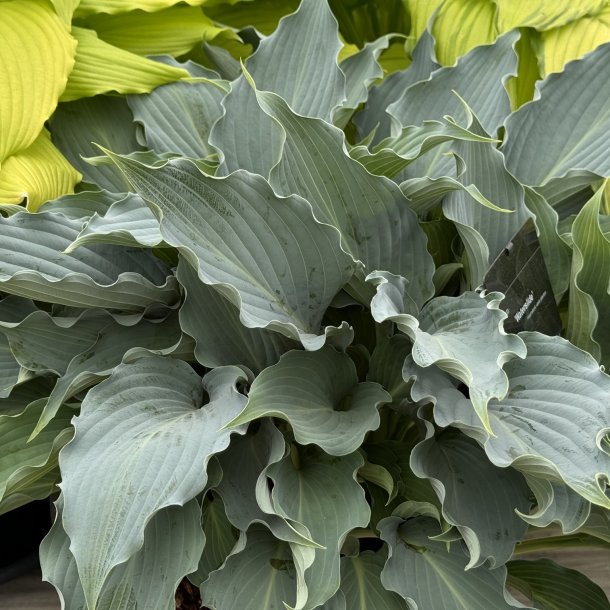 Hosta Waterslide