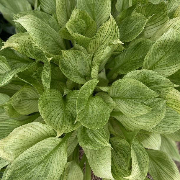 Hosta White Feather