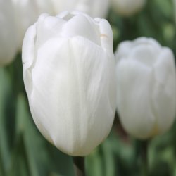 Tulipan White Flag 8 lg