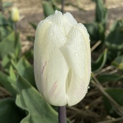 Tulipan White Flag 8 lg