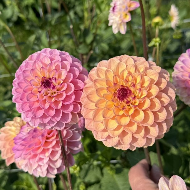 Dahlia Wine Eyed Jill 