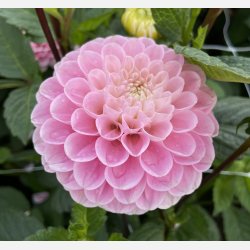 Dahlia Wizard of Oz