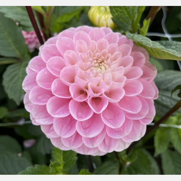 Dahlia Wizard of Oz