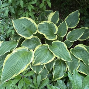 Hosta Yellow River