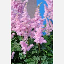 Astilbe Ice Cream