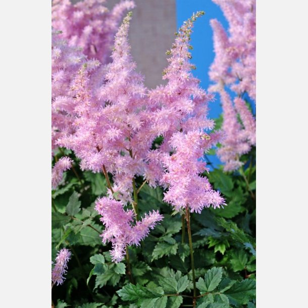 Astilbe Ice Cream