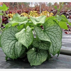 Brunnera Alexander's Great