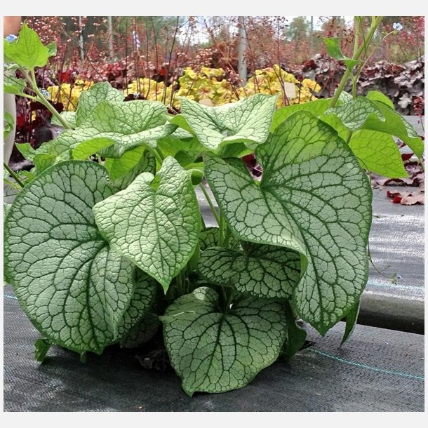 Brunnera Alexander's Great