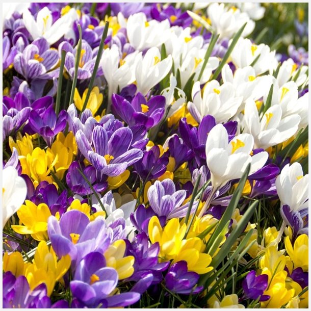 Krokus mix 20 lg