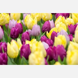 Tulipan Tutti Frutti mix 50 lg