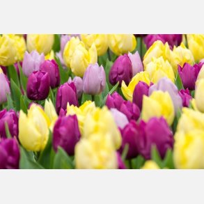 Tulipan Tutti Frutti mix 50 lg