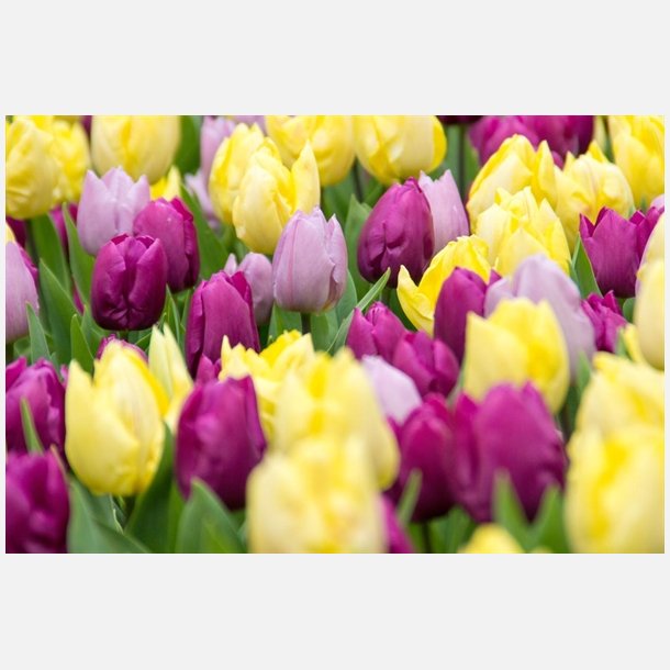 Tulipan Tutti Frutti mix 30 lg