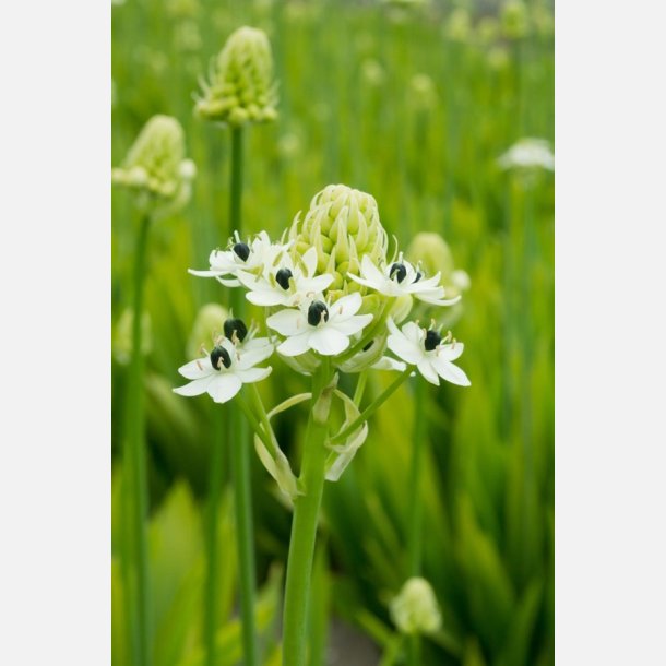 Ornithogalum Saundersiae 